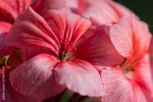 Flower petals Pelargonium zonale Willd. Macro photography of beautiful pink color petals, causing pleasant feeling from viewing photos. Soft, selective focus of bloom plant. photo