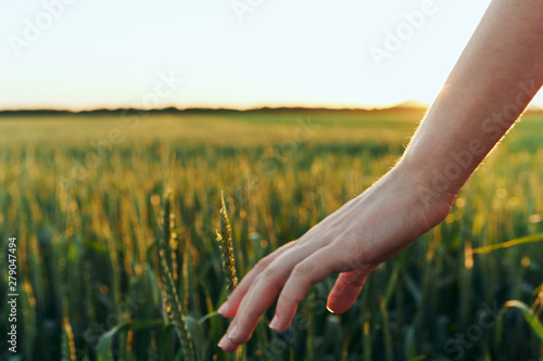 wheat in hands
