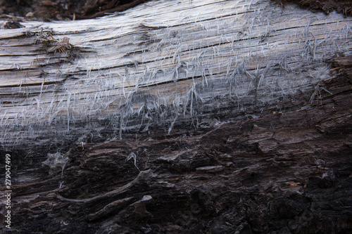 metallic drift fir wood texture