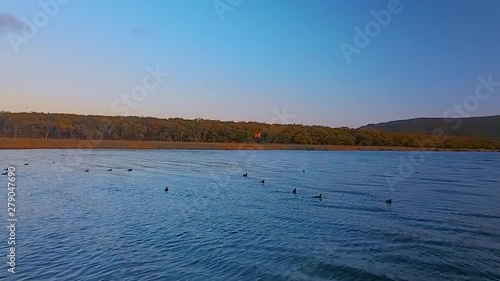 Flying above beautiful lake Blagodatnoye surrounded with green forests and mountains on the background. Wild ducks take off from the water against the backdrop of a beautiful sunset. photo