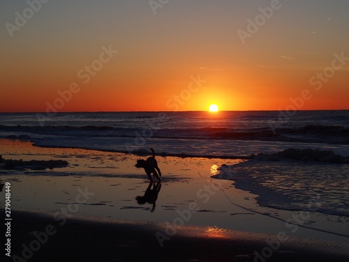 sunset and dog on a North Sea beach
