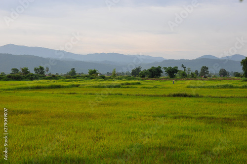 green rice seedlings in a paddy field, the sun setting over a mountain range in the background, rural scene in North Thailand. © Chanin