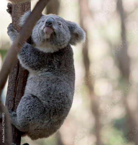 Fototapeta Naklejka Na Ścianę i Meble -  a young koala up a tree