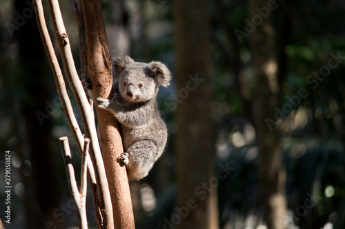 a young koala up a tree photo