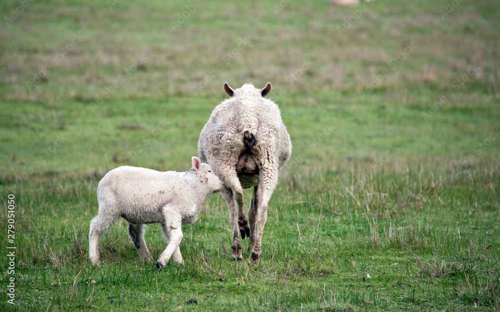 Fototapeta premium sheep feeding her lamb