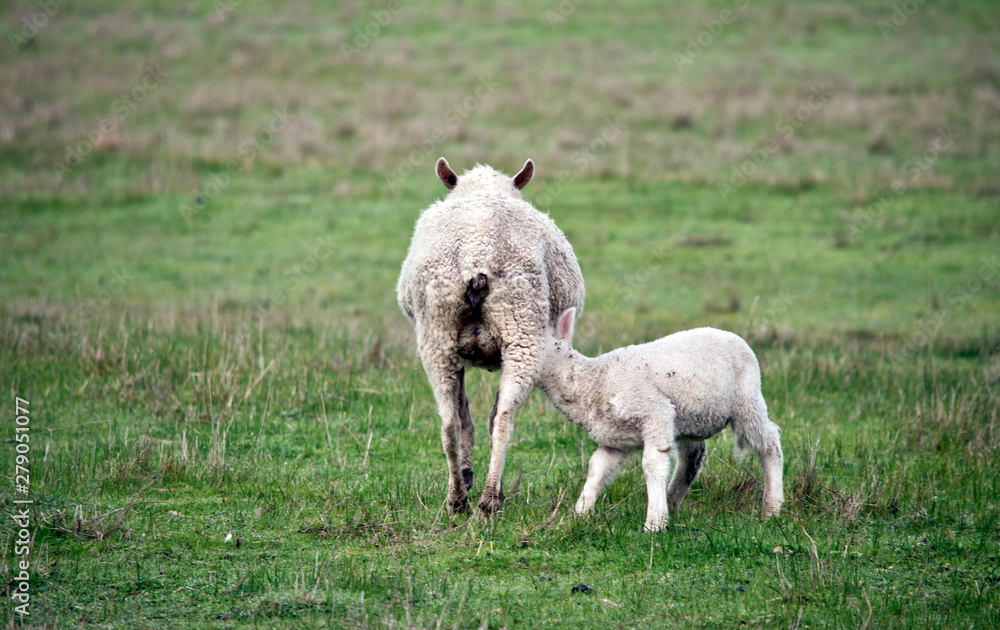 Obraz premium the lamb is suckling from the sheep