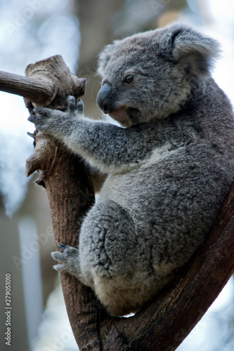 Fototapeta Naklejka Na Ścianę i Meble -  this is a side view of a koala