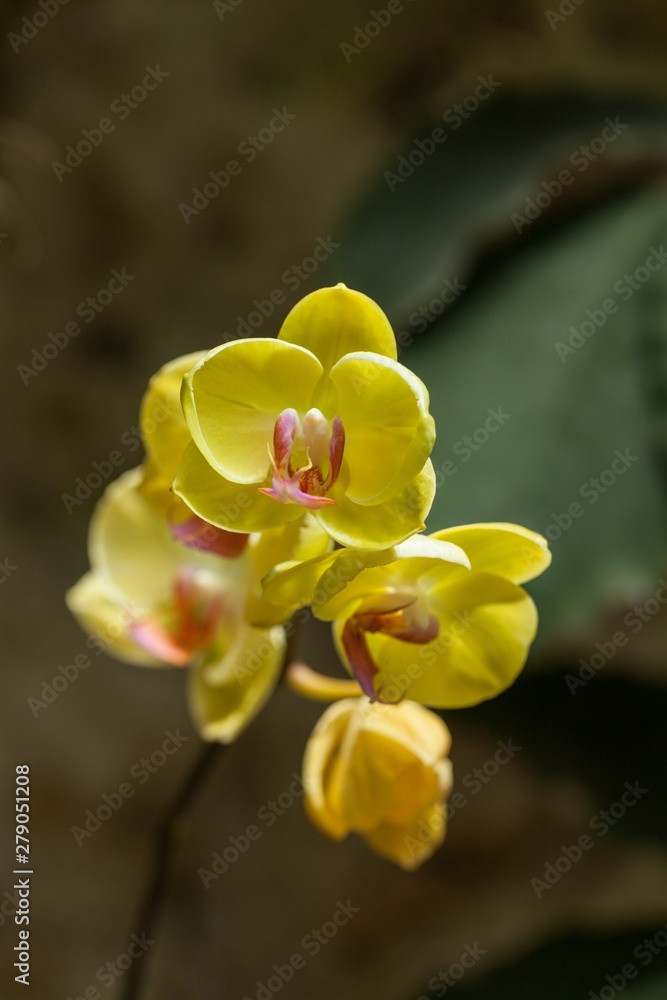 Obraz premium orchid flower