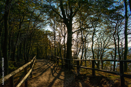 Bosque junto a la playa  acantilados