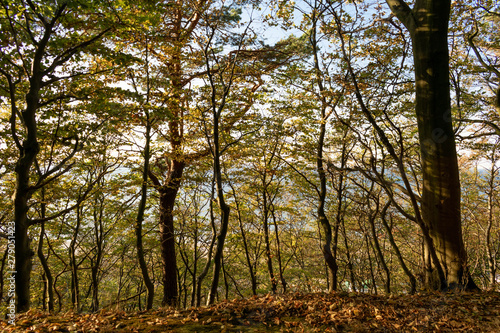 Bosque junto a la playa  acantilados