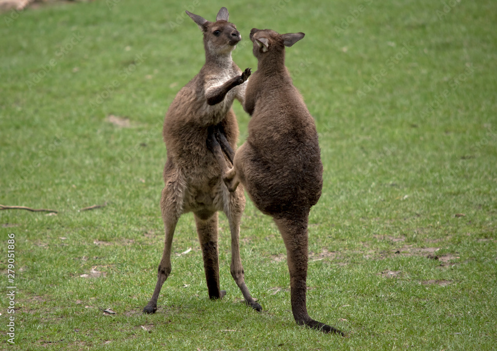 two western grey male kangaroos fighting two western grey male kangaroos fighting