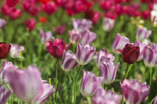 tulips garden