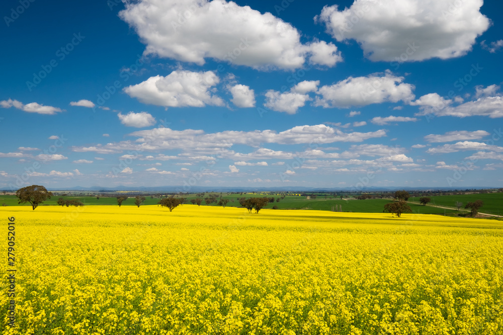 Australian country scene of canola fields with blue sky