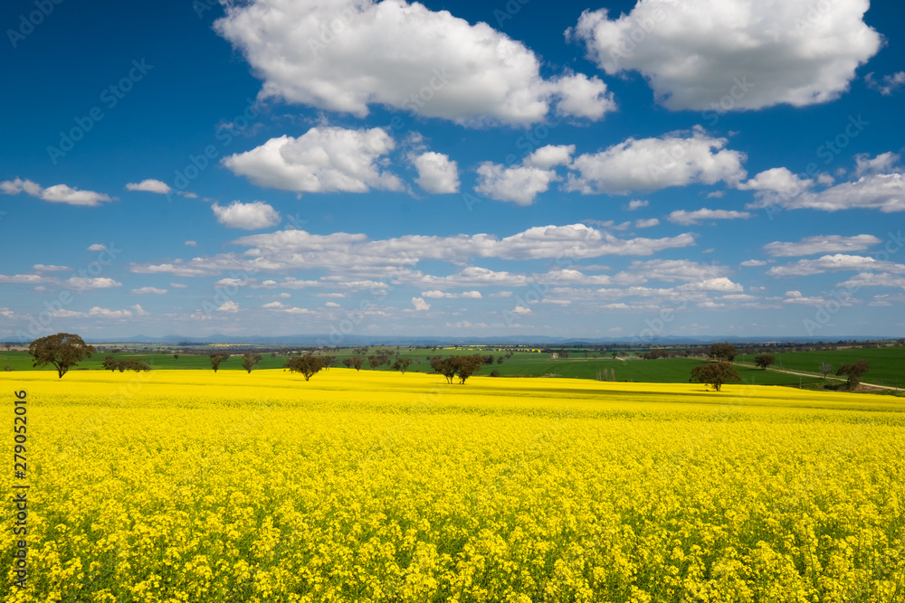 Australian country scene of canola fields with blue sky Australian country scene of canola fields with blue sky