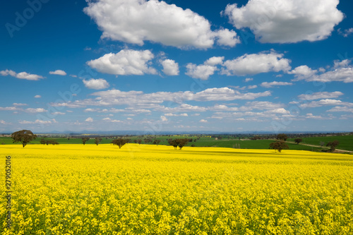 Australian country scene of canola fields with blue sky