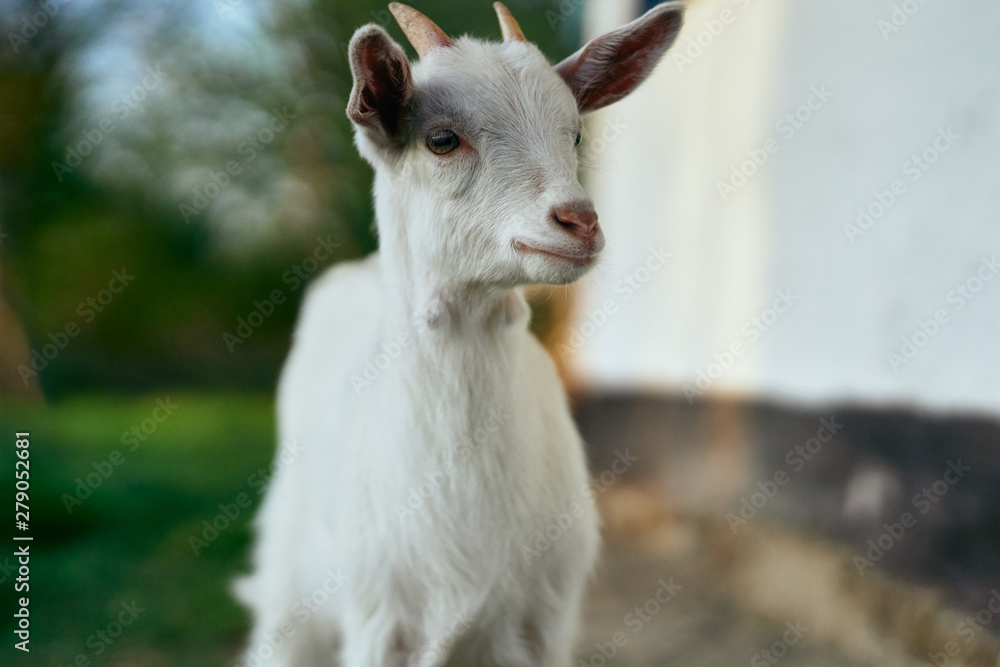 portrait of a goat