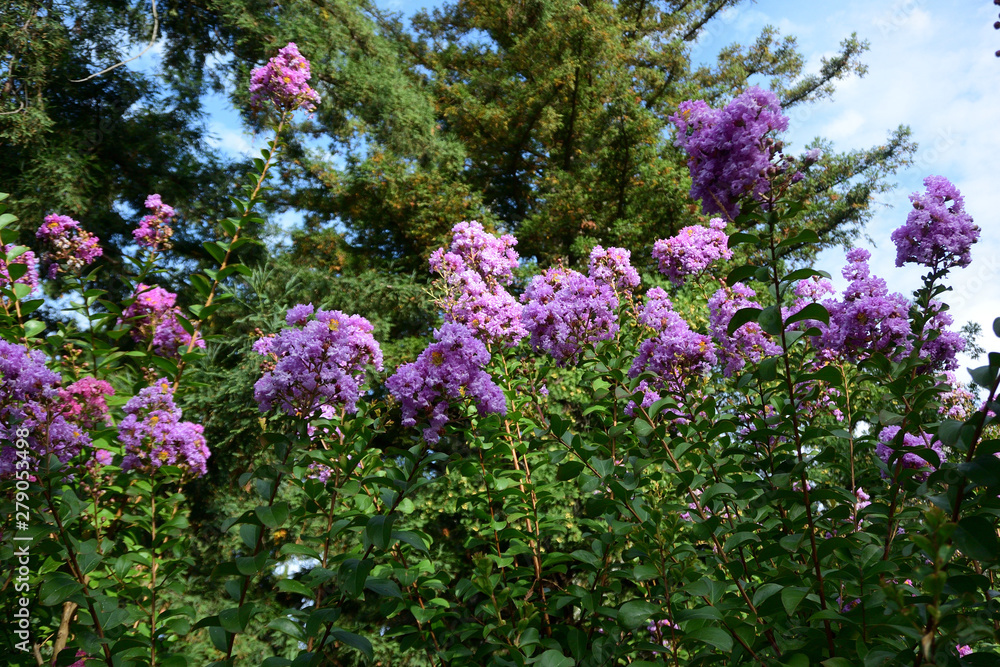 Beautiful places of the Nikitsky Botanical Garden Beautiful places of the Nikitsky Botanical Garden