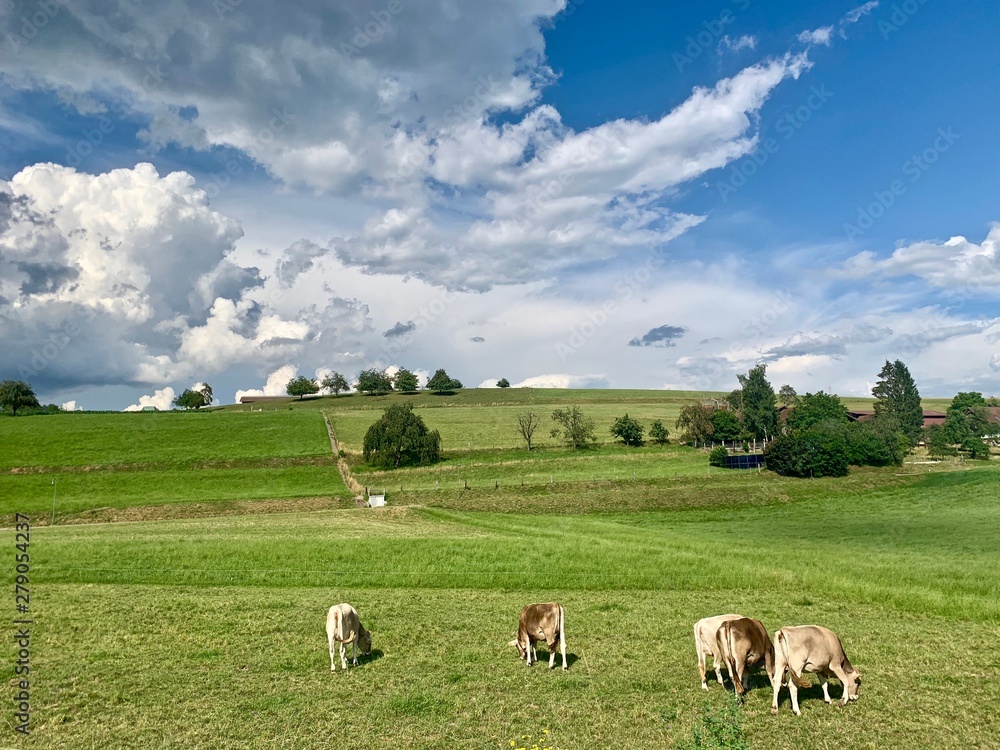 Weideland - Wiese mit Rinder / Kühe - Landwirtschaft der Gemeinde Knonau, Schweiz
