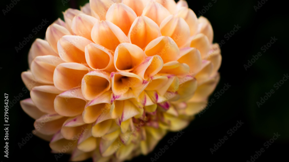 Peach dahlia Peach dahlia