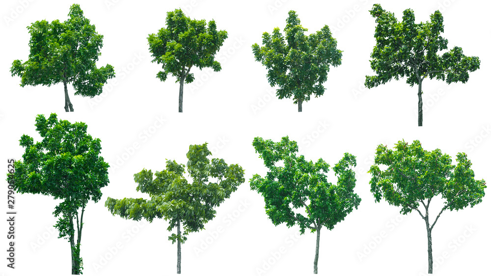 Fototapeta premium Blurred for Background.Trees isolated on the white background. Photo with clipping path.