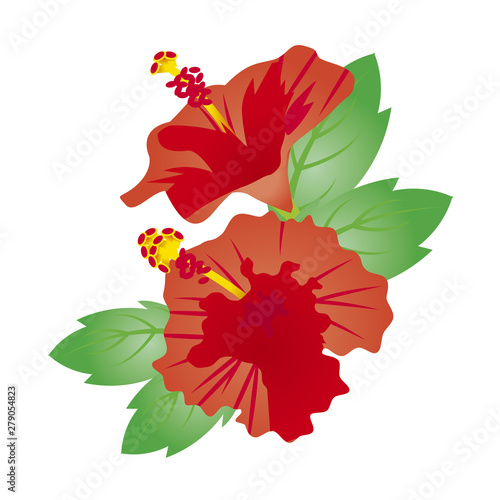 ハイビスカス