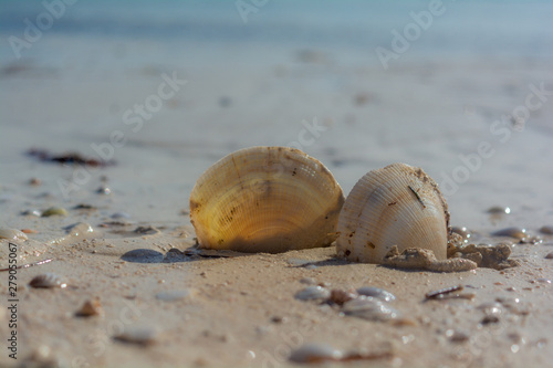 conchas en la arena