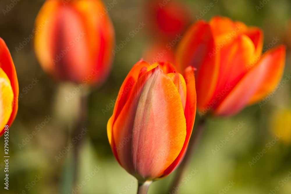 bunch of tulips in a garden bunch of tulips in a garden