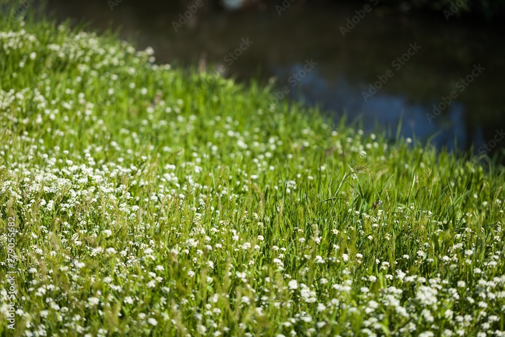 meadow meadow