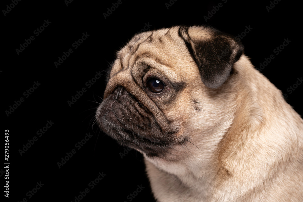Side view of Cute dog pug breed looking camera and making funny face isolated on black background