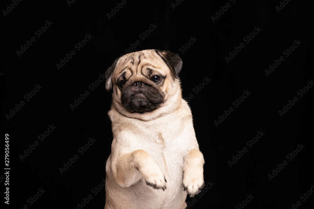 Cute dog pug breed standing looking camera