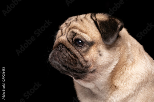 Side view of Cute dog pug breed looking camera and making funny face isolated on black background