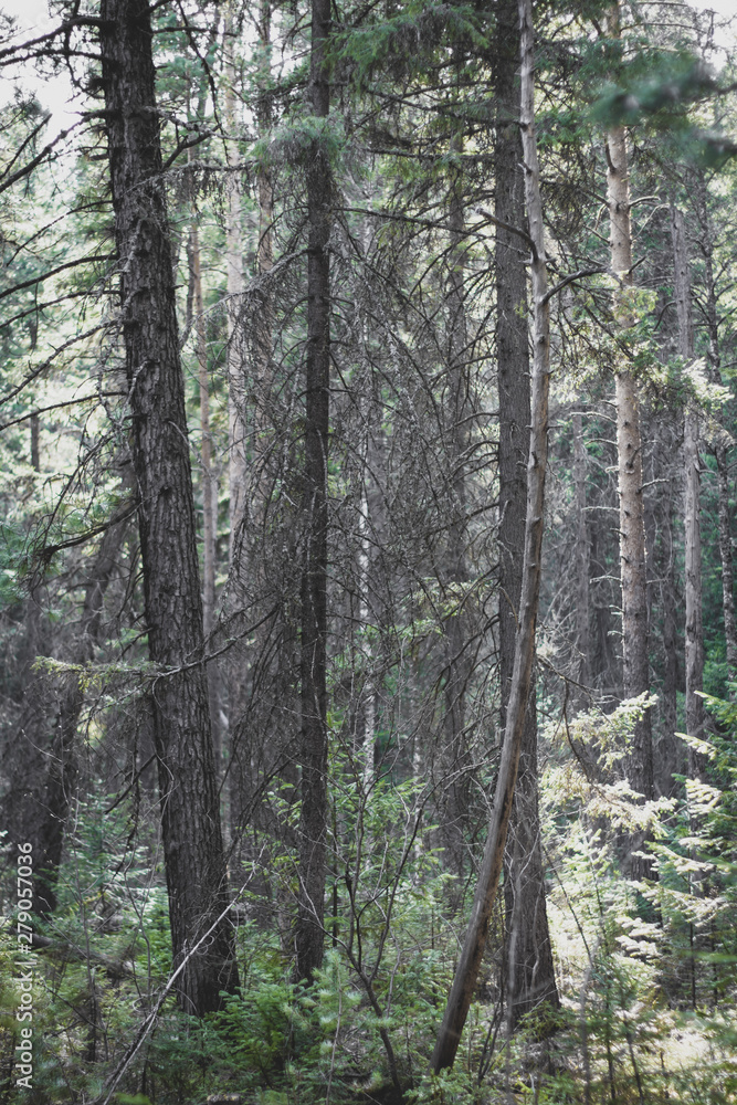 Obraz premium Siberia Forest