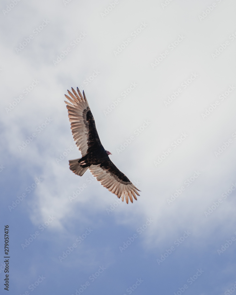 Fototapeta premium Bird