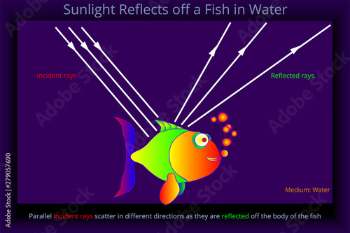 Sunlight reflects off a Fish in Water
