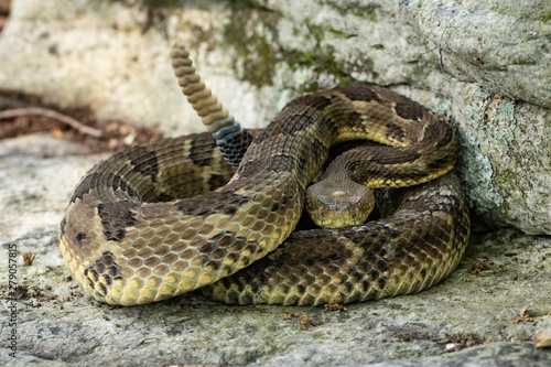 Yellow-phase timber rattlesnake - Crotalus horridus