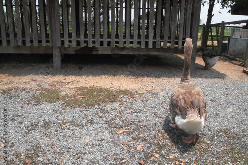 Photography brown ducks waddling in a barnyard