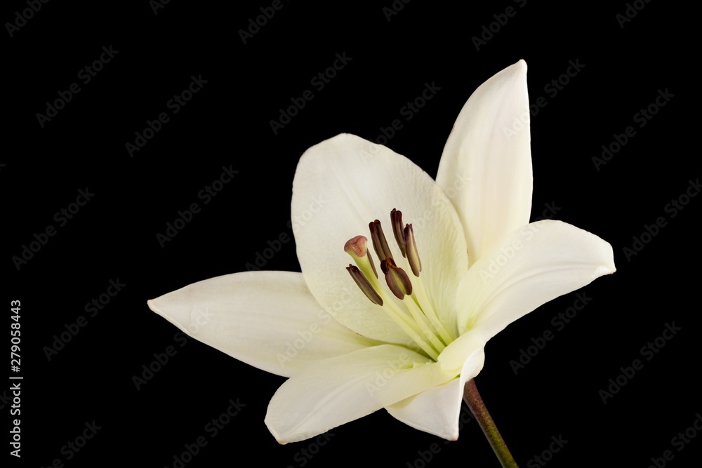 Fototapeta premium white lily flower