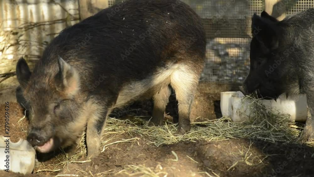 Miniature pigs on the farm during the day time Miniature pigs on the farm during the day time