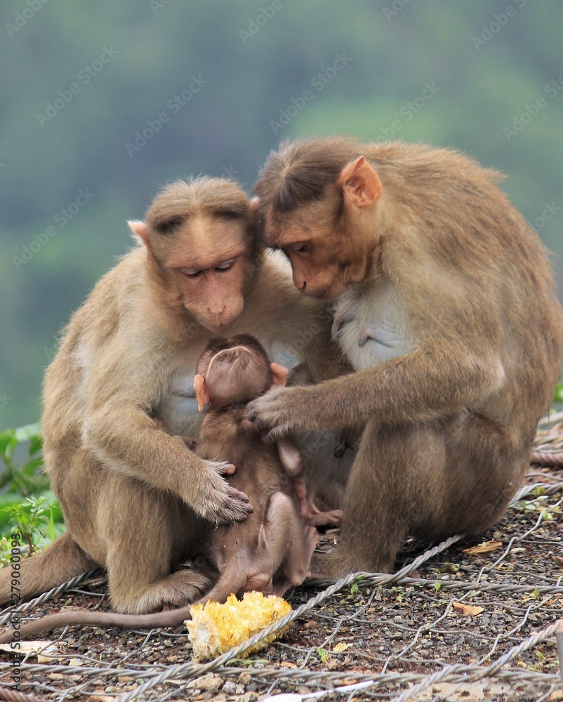 Naklejka premium A monkey family