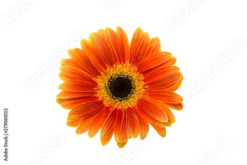 Orange Gerbera Daisy