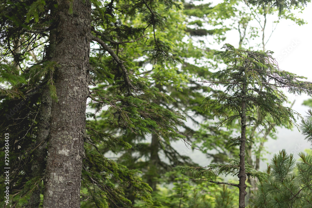 Fototapeta premium Tree