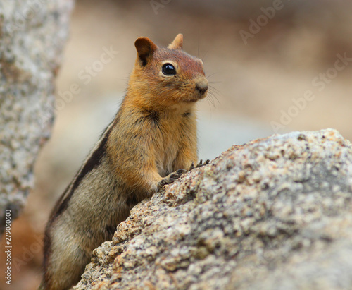 Gold-Mantled Ground Squirrel Standing on a Rock © jnjhuz