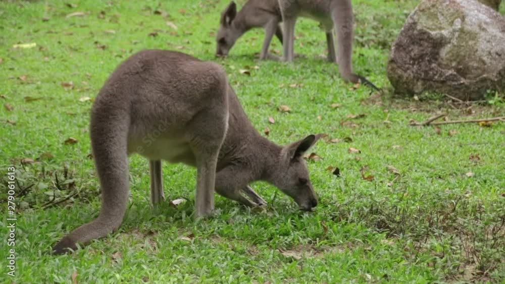 Kangaroo eating food on the grass patch Kangaroo eating food on the grass patch