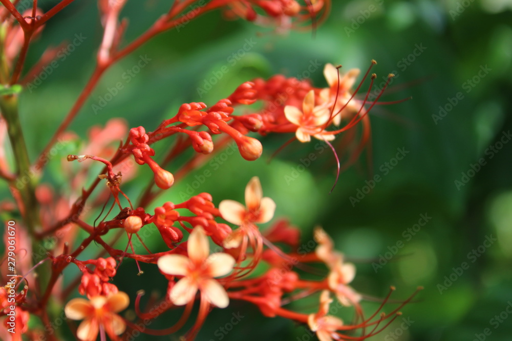 The Beauty Within The Beauty Within
