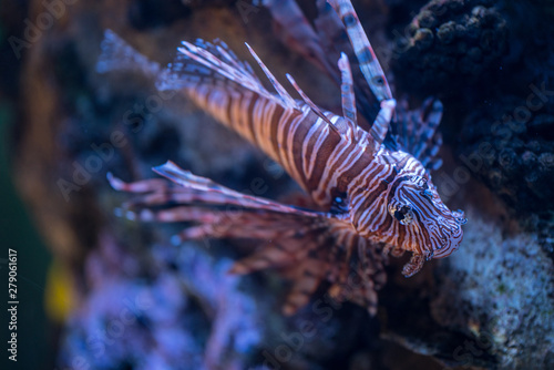 Image of a lionfish at a coral reef environment