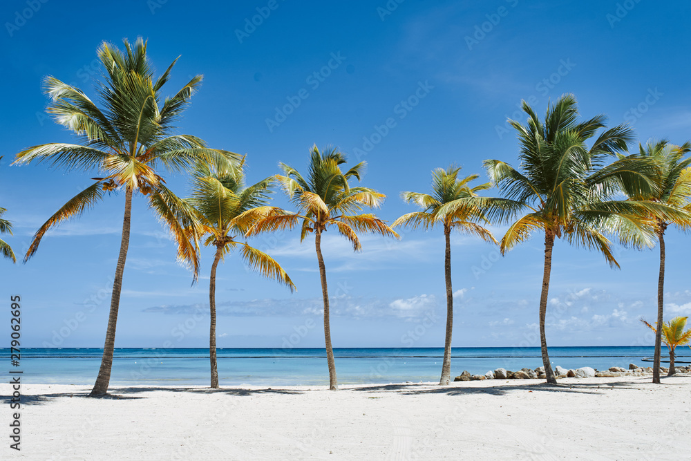 palm tree on the beach