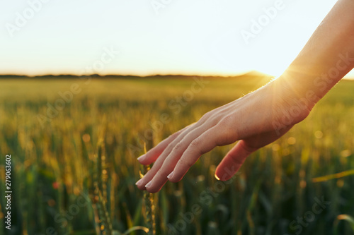 hand in field of wheat © SHOTPRIME STUDIO