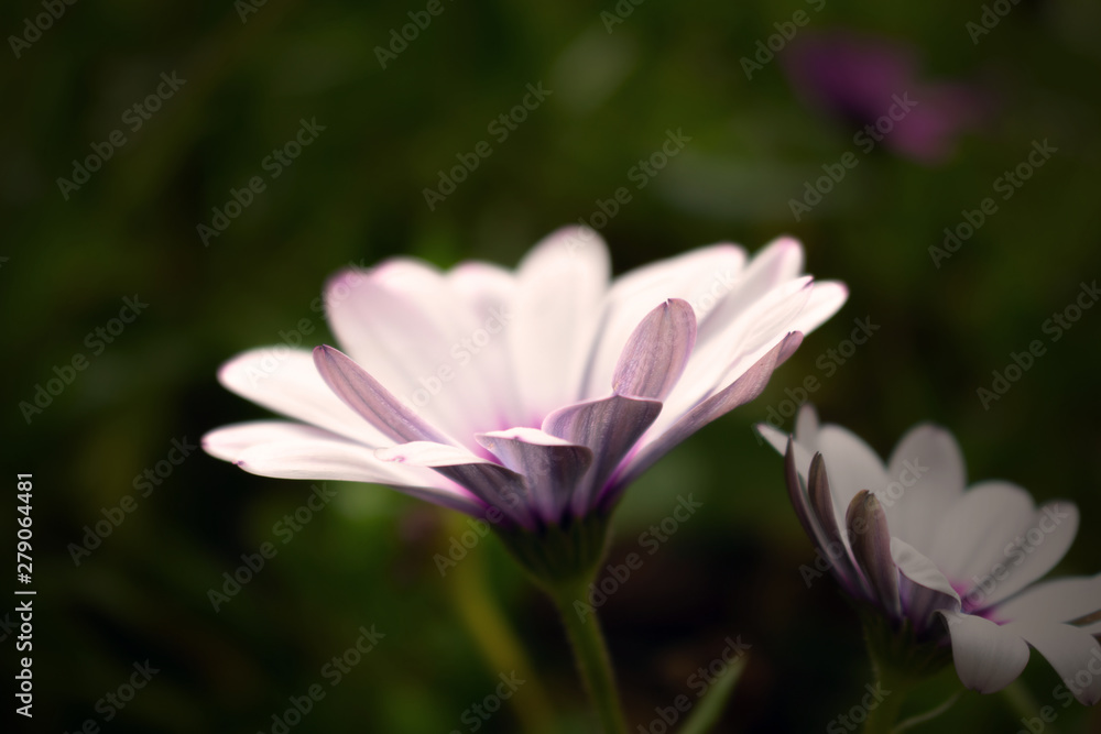 Fototapeta premium Close-up of white gerbera flowers on a dark background
