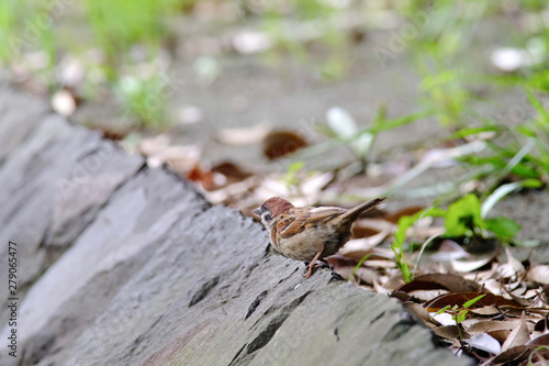 sparrow on ground © Matthewadobe