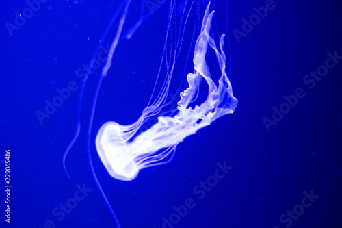 fluorescent jellyfish swimming in an aquarium pool. transparent jellyfish underwater shots with a glowing jellyfish. Jellyfish swimming loop purple